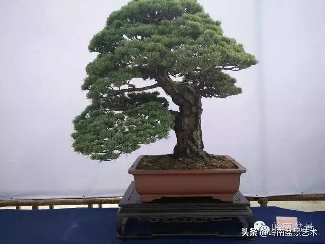 荒皮老樹,古老蒼勁才能體現松樹盆景的特點