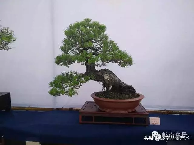 荒皮老樹,古老蒼勁才能體現松樹盆景的特點