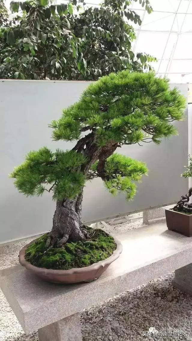 荒皮老樹,古老蒼勁才能體現松樹盆景的特點