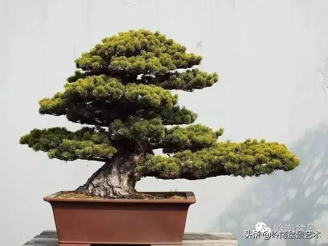 荒皮老樹,古老蒼勁才能體現松樹盆景的特點