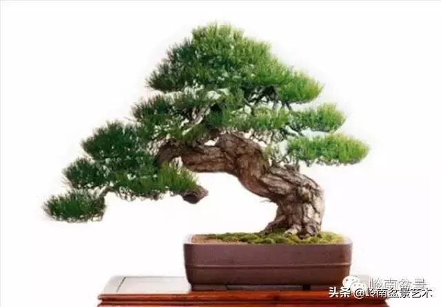 荒皮老樹,古老蒼勁才能體現松樹盆景的特點