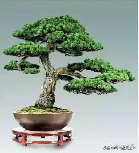 荒皮老樹,古老蒼勁才能體現松樹盆景的特點