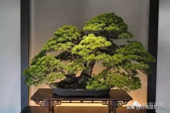 荒皮老樹,古老蒼勁才能體現松樹盆景的特點