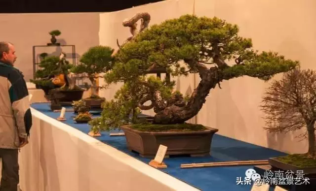 荒皮老樹,古老蒼勁才能體現松樹盆景的特點