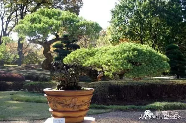 荒皮老樹,古老蒼勁才能體現松樹盆景的特點