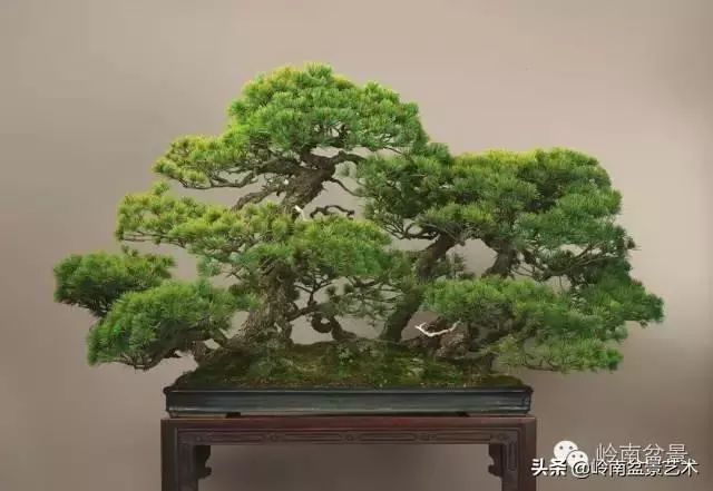 荒皮老樹,古老蒼勁才能體現松樹盆景的特點