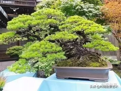 荒皮老樹,古老蒼勁才能體現松樹盆景的特點