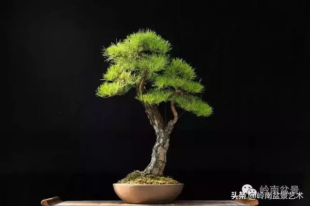 荒皮老樹,古老蒼勁才能體現松樹盆景的特點