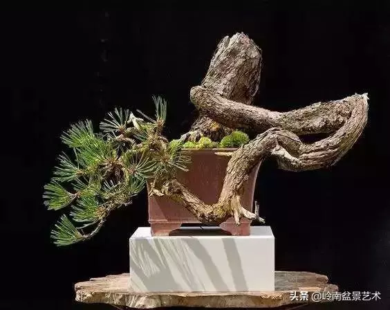 荒皮老樹,古老蒼勁才能體現松樹盆景的特點