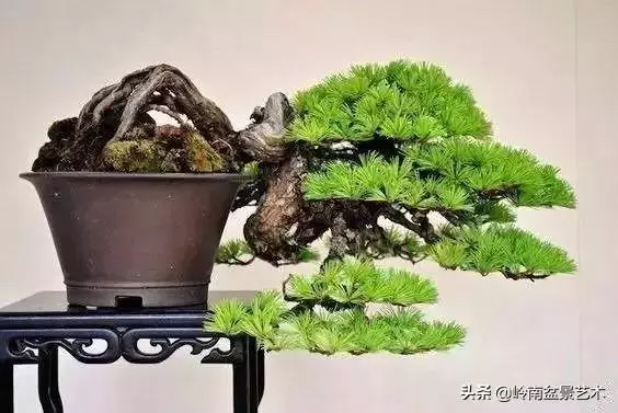 荒皮老樹,古老蒼勁才能體現松樹盆景的特點
