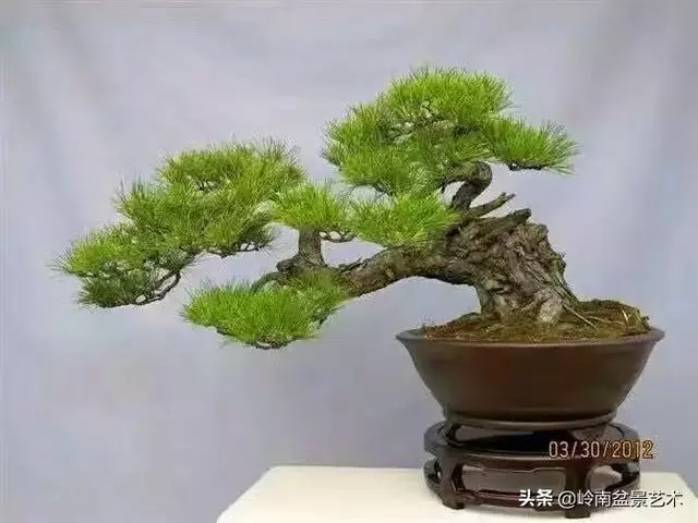 荒皮老樹,古老蒼勁才能體現松樹盆景的特點