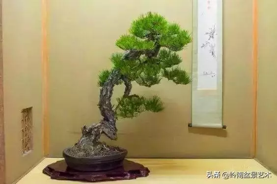 荒皮老樹,古老蒼勁才能體現松樹盆景的特點