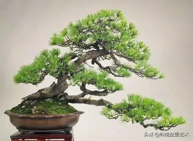 荒皮老樹,古老蒼勁才能體現松樹盆景的特點