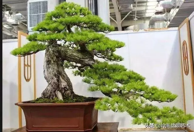 荒皮老樹,古老蒼勁才能體現松樹盆景的特點
