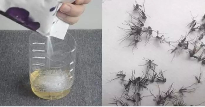 睡覺總被蚊子咬?教你自製驅蚊液,放在房間裡,蚊子來多少死多少