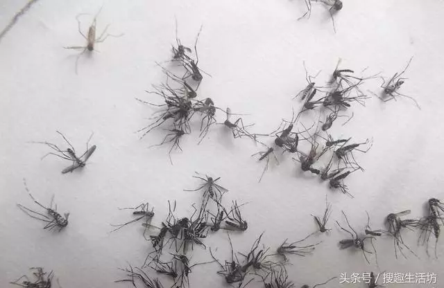 睡覺總被蚊子咬?教你自製驅蚊液,放在房間裡,蚊子來多少死多少