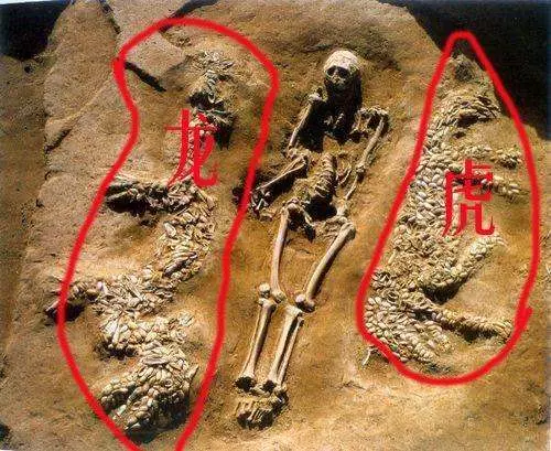 龍真是圖騰?考古出土6500年前「龍虎」,科學該如何解釋?
