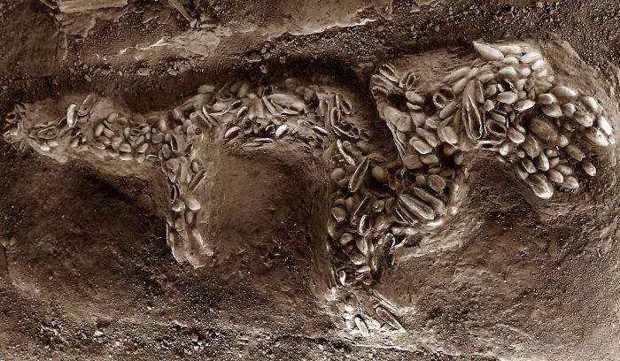 龍真是圖騰?考古出土6500年前「龍虎」,科學該如何解釋?
