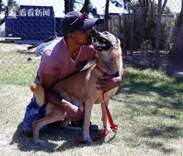 主人遭搶忠犬挺身而出 頭插尖刀血流滿面追歹徒