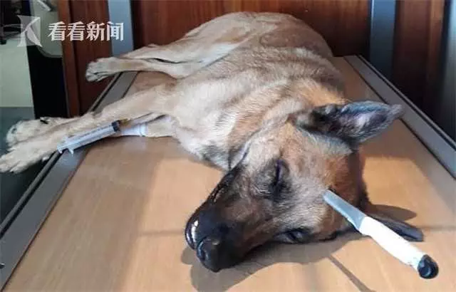 主人遭搶忠犬挺身而出 頭插尖刀血流滿面追歹徒