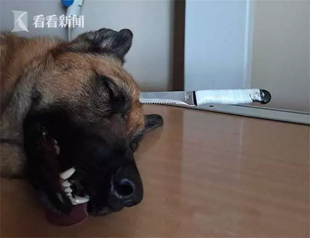 主人遭搶忠犬挺身而出 頭插尖刀血流滿面追歹徒