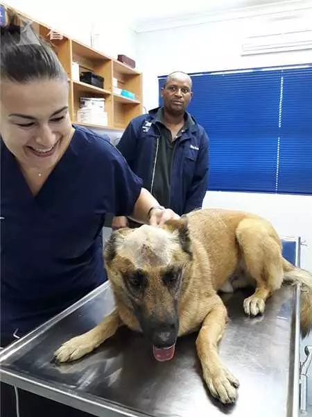 主人遭搶忠犬挺身而出 頭插尖刀血流滿面追歹徒