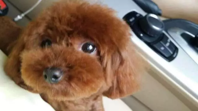 泰迪在車站不舍送別家人,只因不能一起上車,小臉上寫滿了難過!