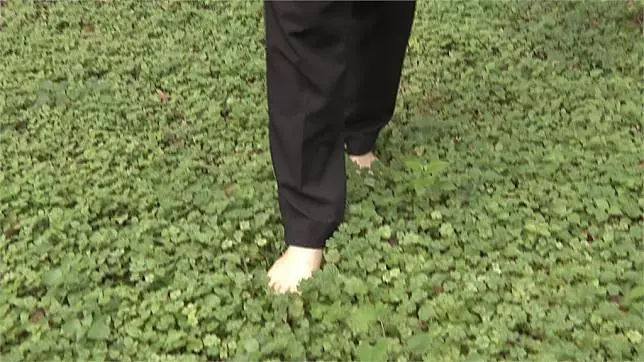 「赤腳」走路接地氣!骨科名醫分享養生術