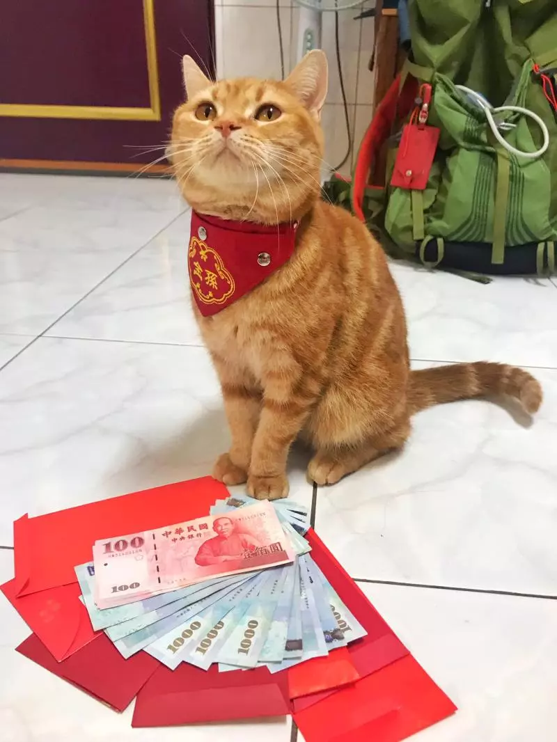 奴才PO照嘆:「我的紅包VS貓的紅包」 網笑翻:誰是金孫很明顯!