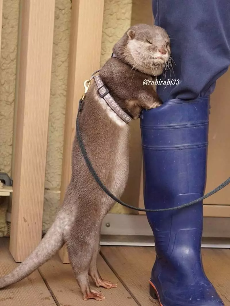 小水獺「超愛收納」什麼都能塞 玩具全放「飼育員雨靴」:我的百寶袋❤
