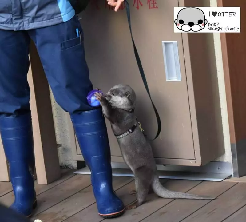 小水獺「超愛收納」什麼都能塞 玩具全放「飼育員雨靴」:我的百寶袋❤