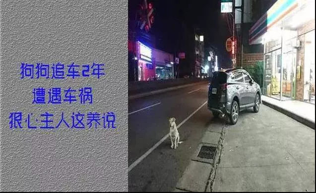 忠狗苦苦追車2年,醫生建議將牠安樂,原主人說:那狗我不會在要了