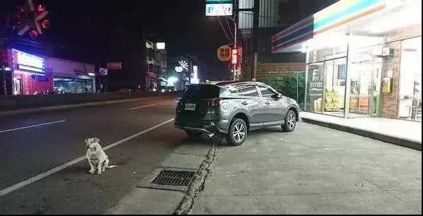 忠狗苦苦追車2年,醫生建議將牠安樂,原主人說:那狗我不會在要了