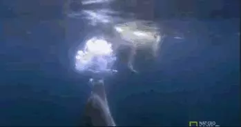 一條守寡的海豚遇到廝守的狗狗,牠們的友誼連大海都阻隔不斷