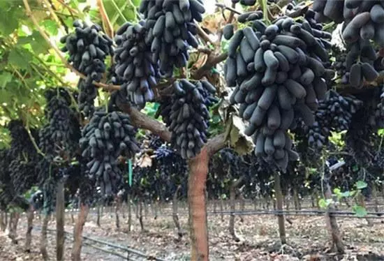 最值得種的葡萄:營養是普通葡萄10倍,果子掛樹上2月不落不爛,家裡種2棵,來年能收100斤