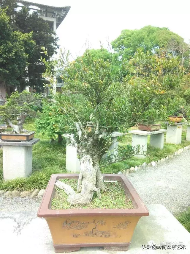 菜鳥講堂丨盆景黃葉、爛根、落果的問題