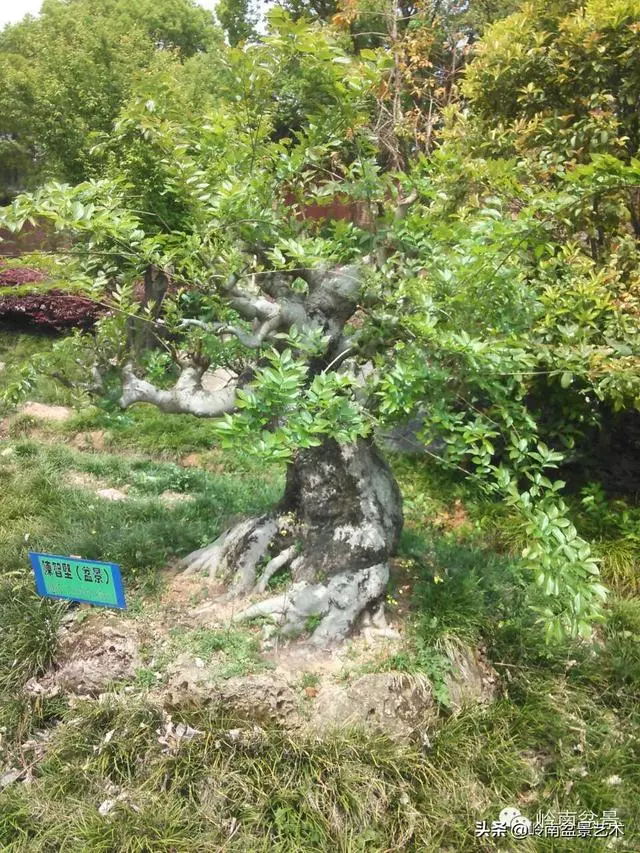 菜鳥講堂丨盆景黃葉、爛根、落果的問題