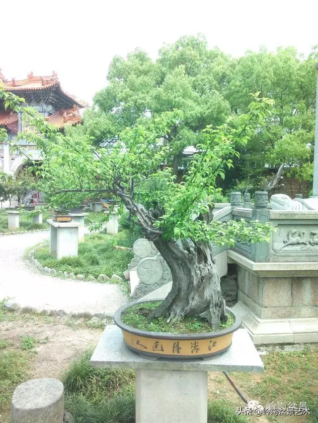 菜鳥講堂丨盆景黃葉、爛根、落果的問題
