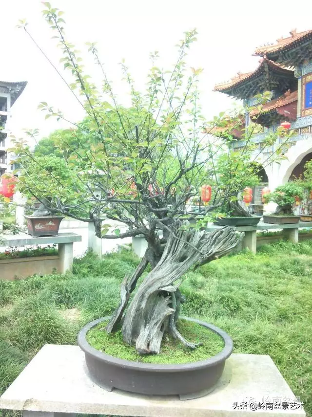 菜鳥講堂丨盆景黃葉、爛根、落果的問題