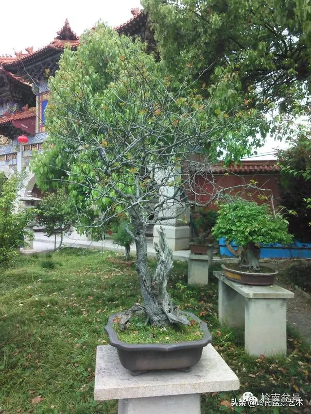 菜鳥講堂丨盆景黃葉、爛根、落果的問題