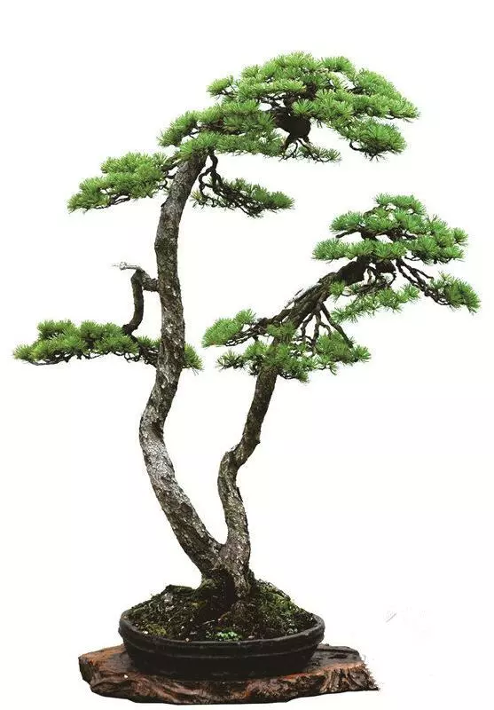 盆景初入門:雙曲式盆景製作技巧