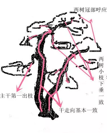 盆景初入門:雙曲式盆景製作技巧