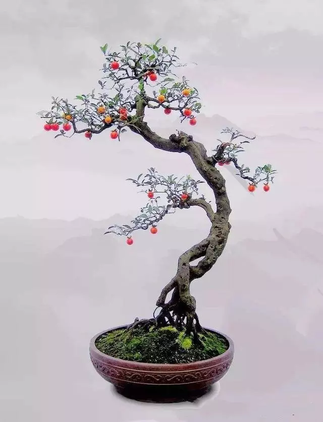 盆景初入門:雙曲式盆景製作技巧