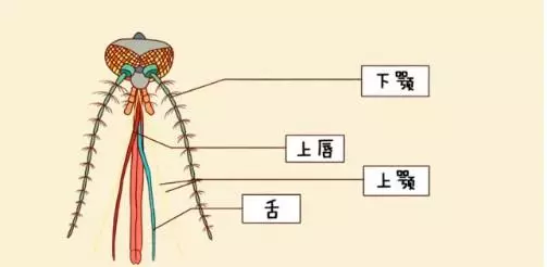 「蚊子不是看血型叮人」 曝光你蚊子為什麼「總是只叮你」的原因!快改掉這些習慣!