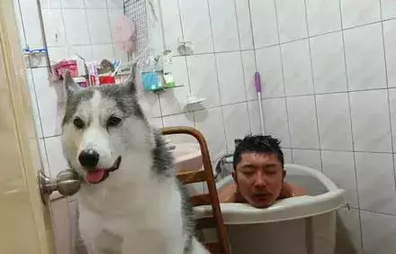 有時候根本分不清,我養的是狗,還是祖宗