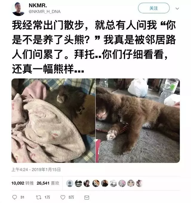 每次出門遛狗都被人誤會,「你是不是養了一隻熊?」
