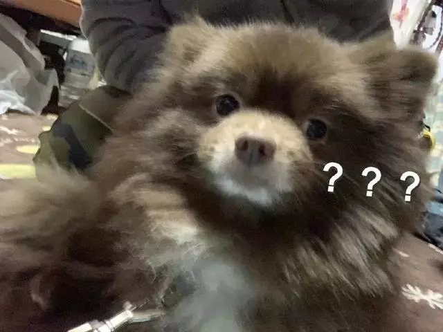 每次出門遛狗都被人誤會,「你是不是養了一隻熊?」