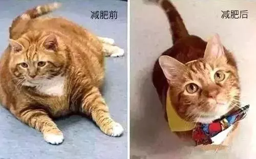 因肥胖被暴打,三年減肥成功:從前你拋棄我,如今我,你高攀不起