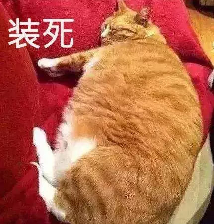 因肥胖被暴打,三年減肥成功:從前你拋棄我,如今我,你高攀不起