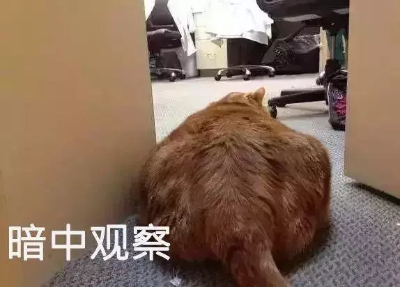 因肥胖被暴打,三年減肥成功:從前你拋棄我,如今我,你高攀不起